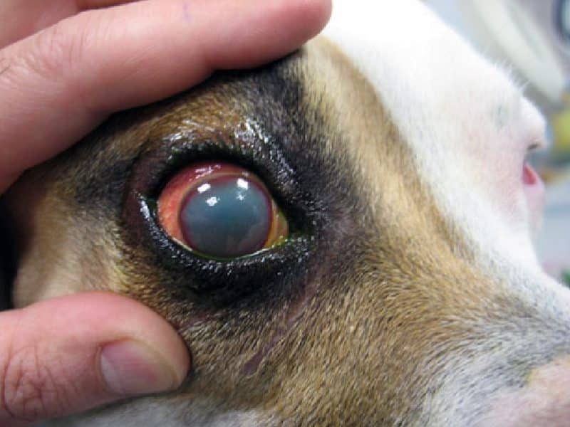 cataratas enfermedades mas comunes del fox terrier
