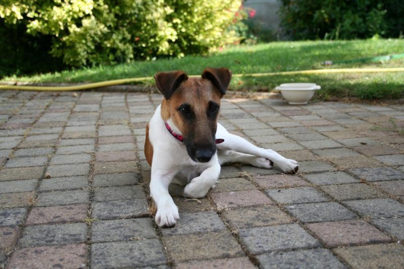 como alimentar correctamente al fox terrier