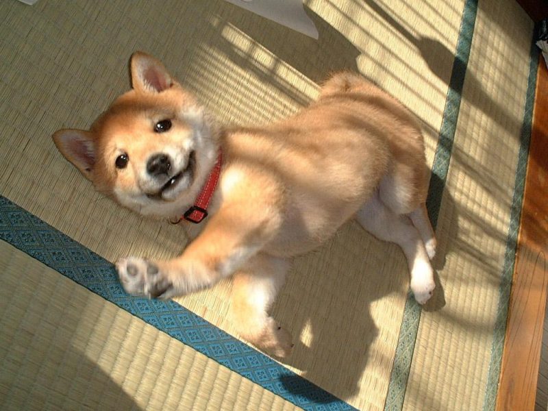 como es el comportamiento del shiba inu con los niños