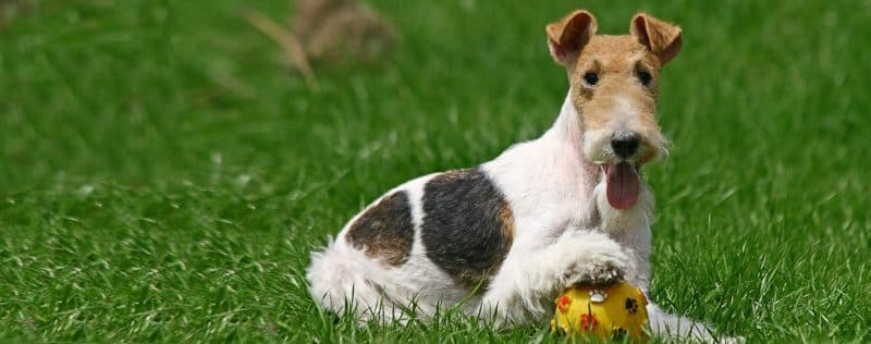 conociendo mejor el carácter de un Fox terrier