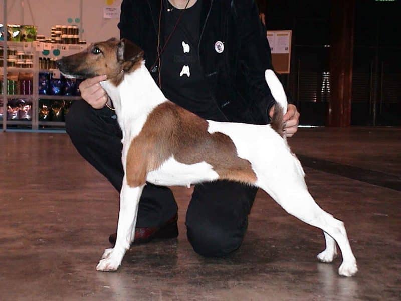 consejos a la hora de comprar un fox terrier