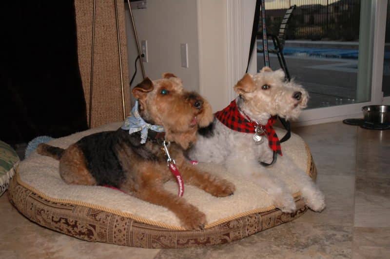 cuando es el mejor momento de cruzar un fox terrier