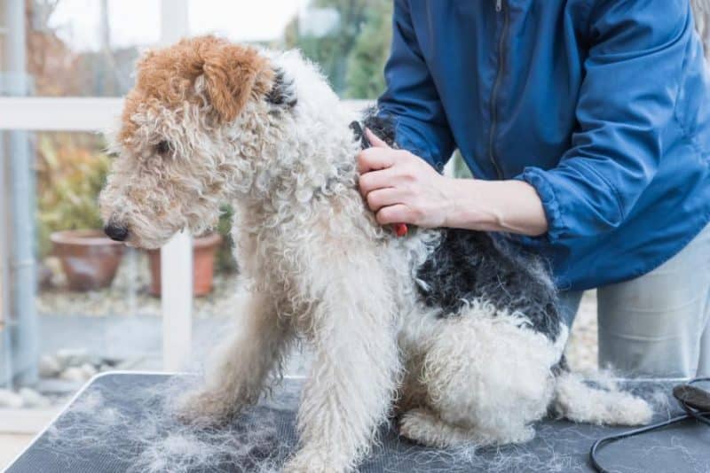 cuidados indispensables del fox terrier