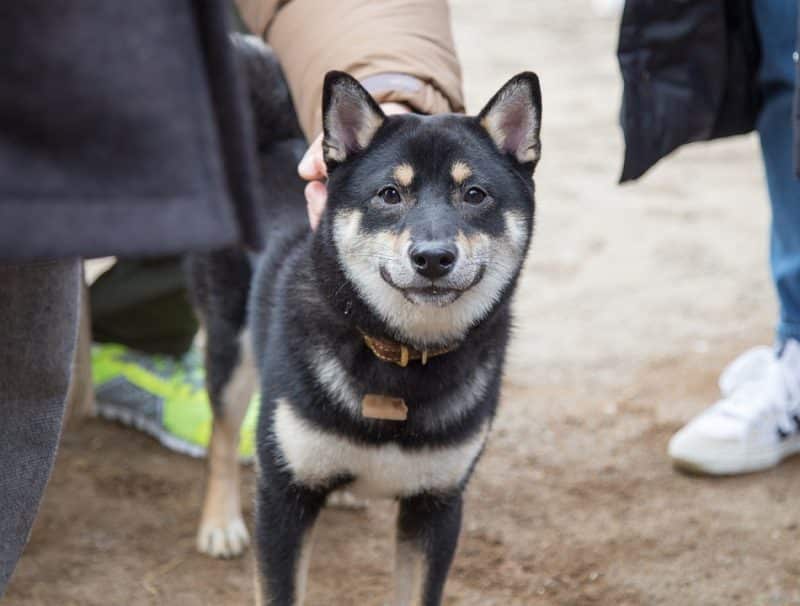 cuidados para tu shiba inu