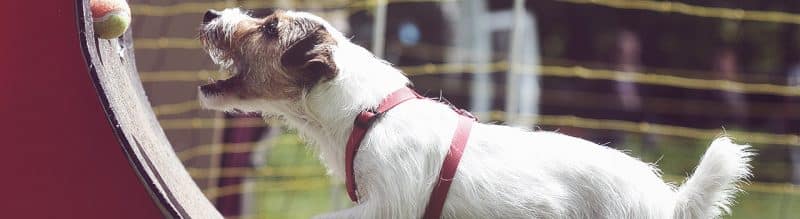 curiosidades sobre el fox terrier