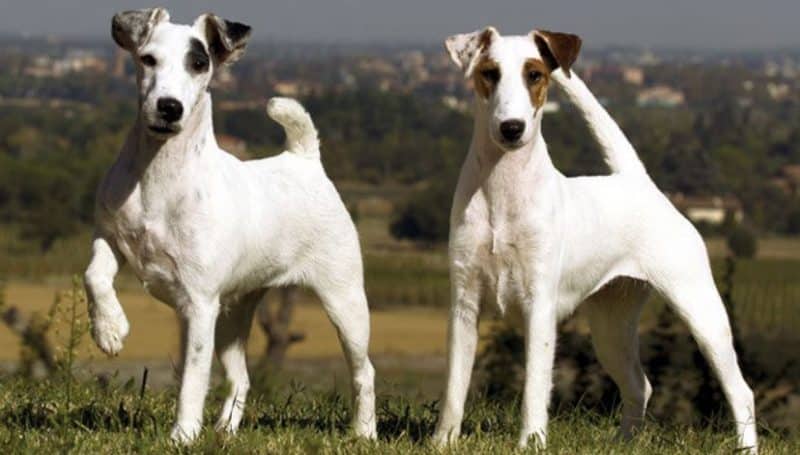 diferentes nombres del fox terrier