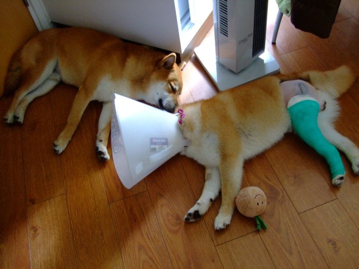 enfermedades del shiba inu