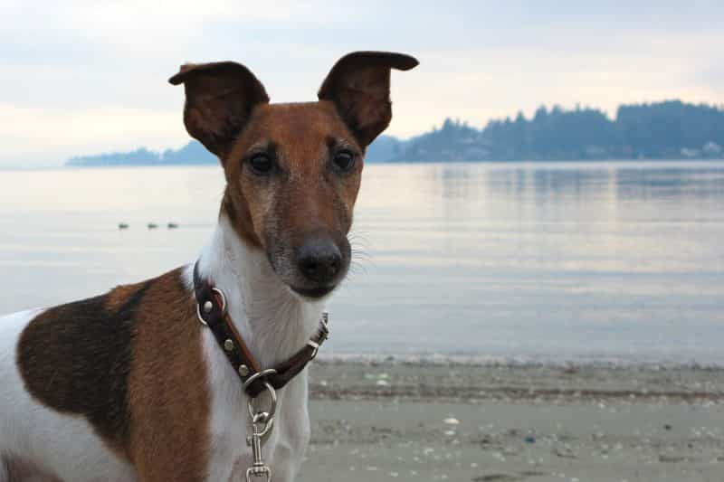 foto fox terrier de pelo liso frente al mar