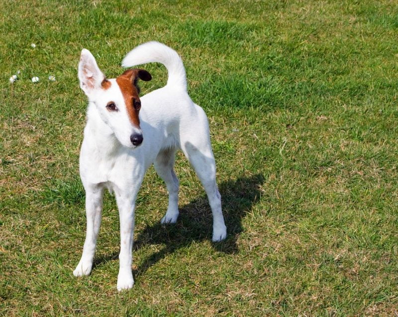 fox terrier de pelo liso