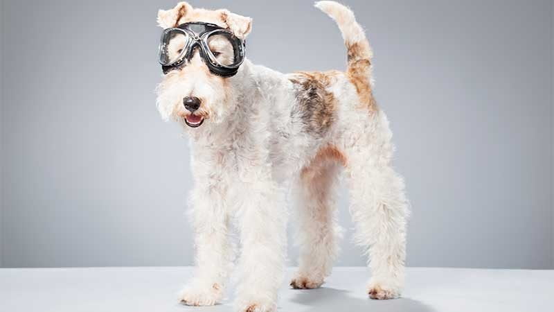 fox terrier de pelo duro con gafas de aviador