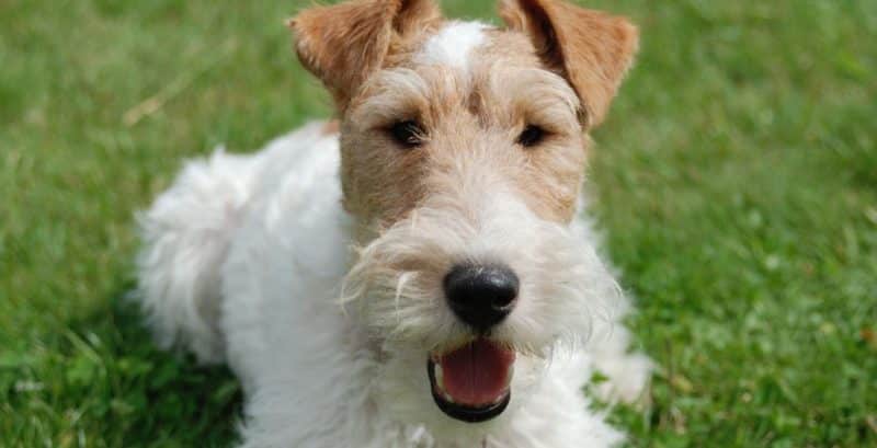fox terrier de pelo duro descansando sobre césped