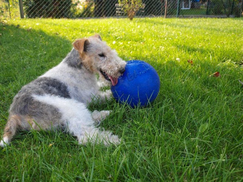 fox terrier de pelo duro descansando sobre césped