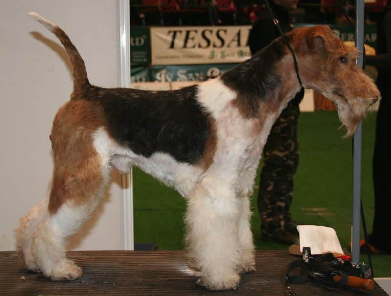 fox terrier de pelo duro parado en un podio