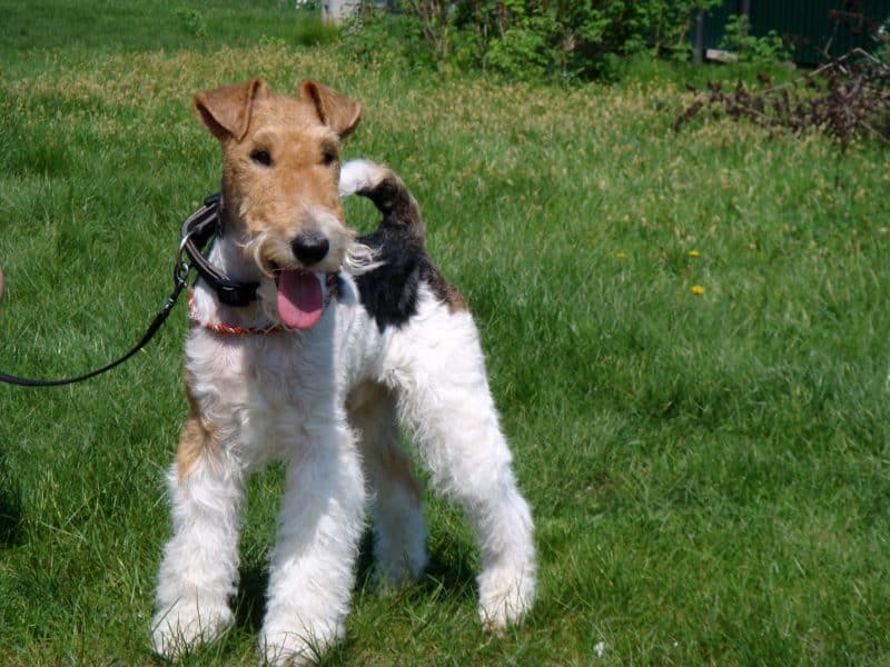 fox terrier de pelo duro sobre césped