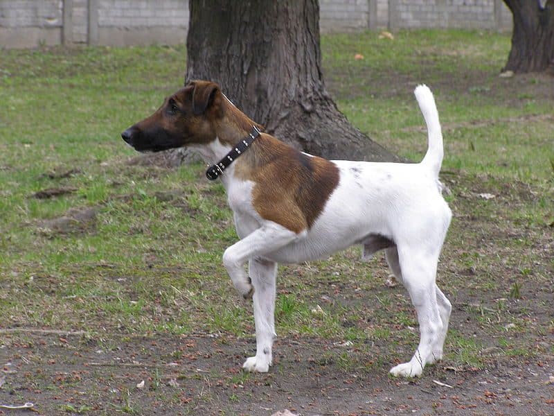 fox terrier de pelo liso alerta