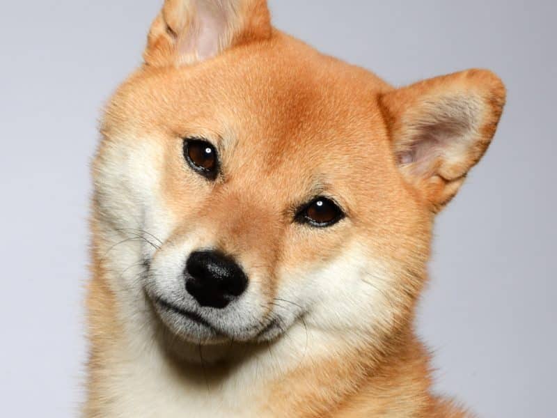 imagen típica del shiba inu
