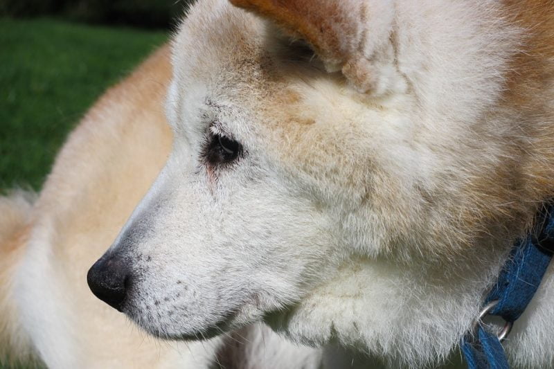 longevidad del shiba inu
