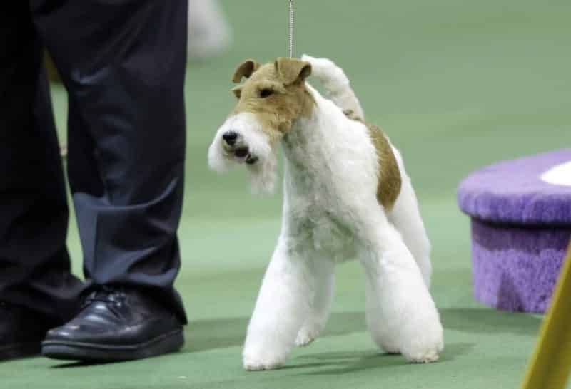 Adiestramiento del fox terrier