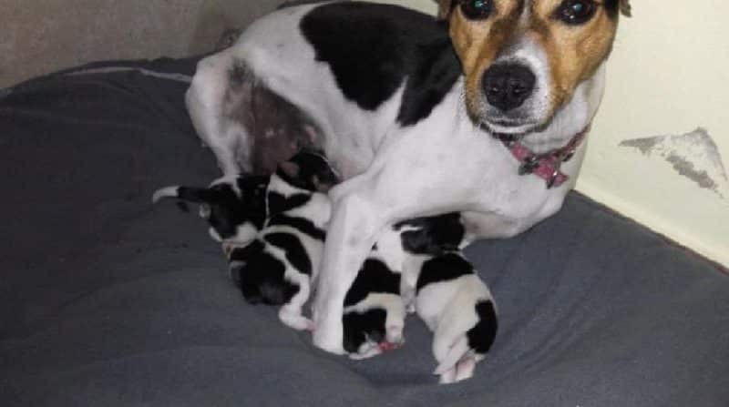 mejor momento para cruzar un fox terrier