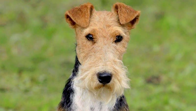 origen de la raza fox terrier