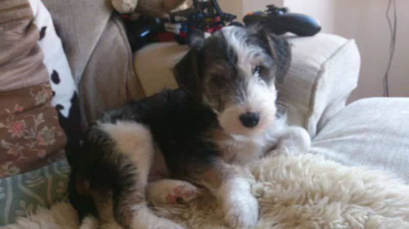 otras enfermedades del fox terrier pelo duro