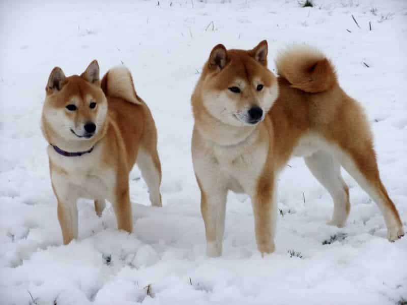 pareja de shiba inu en la nieve