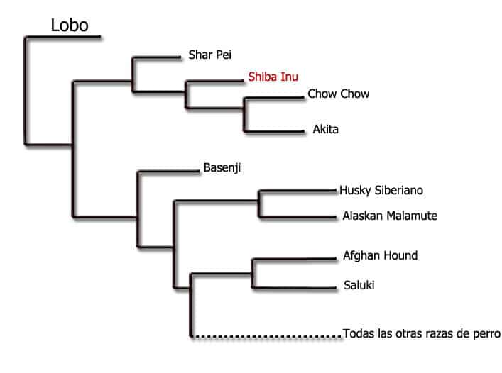 parentesco de la raza shiba inu con el lobo gris
