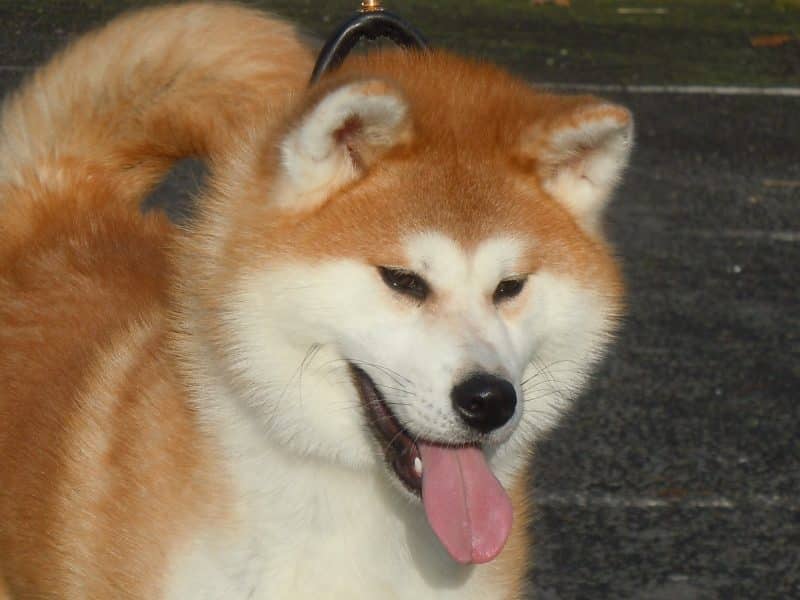 principal atributo del shiba inu