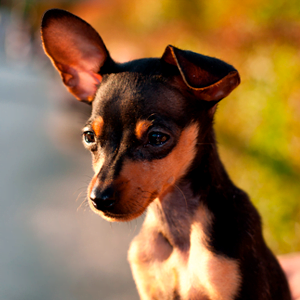 raton de praga observando la inmensidad