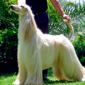 razas de perros grandes