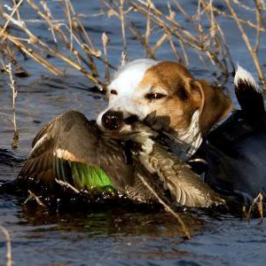 razas de perros pequeños de caza