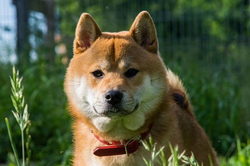 retrato de un shiba inu