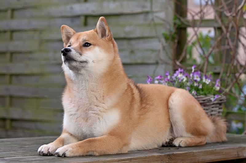 Shiba inu descansando