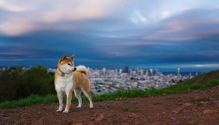 shiba inu observando desde lo alto de una montaña