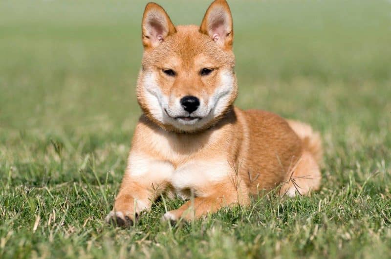 shiba inu sentado en el césped