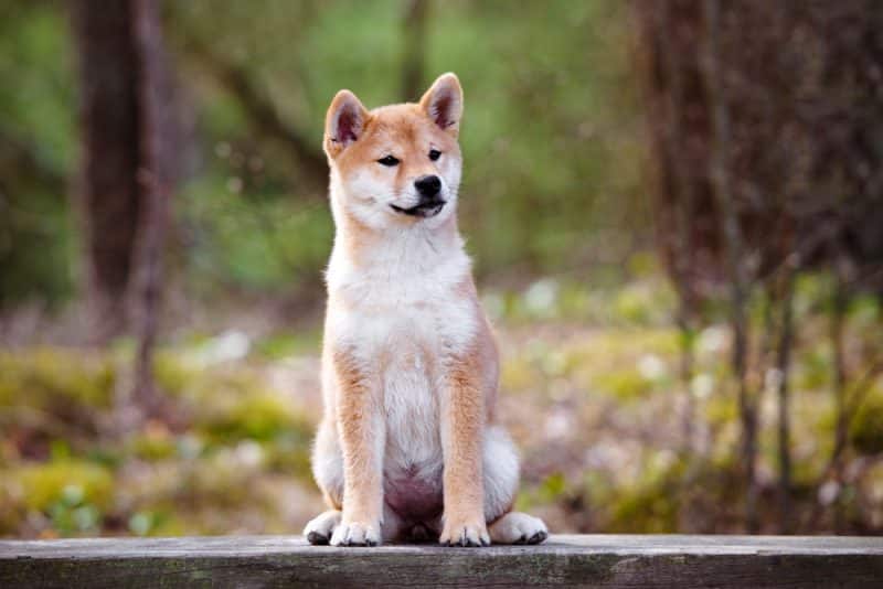 shiba inu sentado sobre una banca de madera