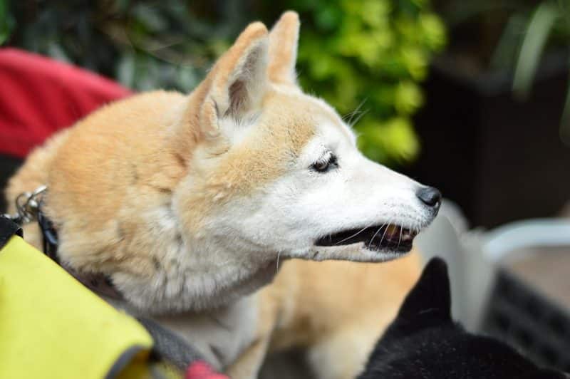 temperamento del shiba inu