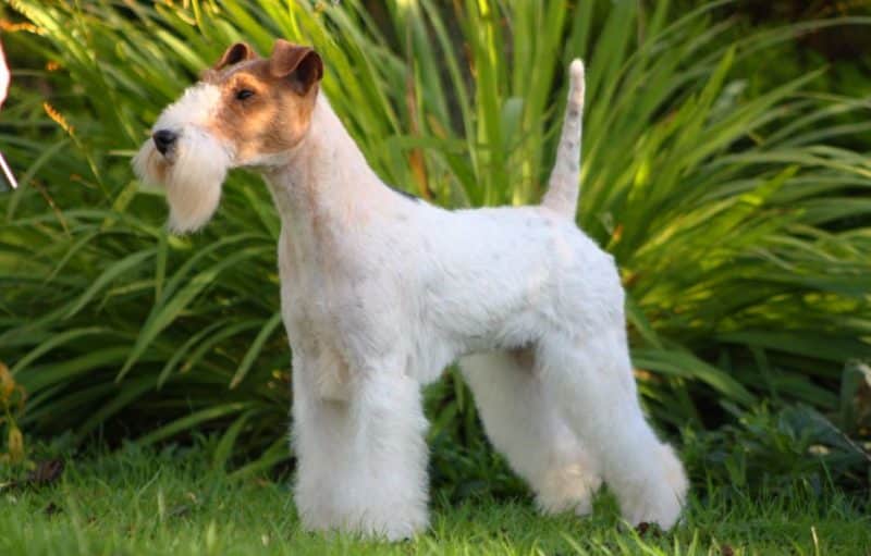 tipos de fox terrier pelo duro