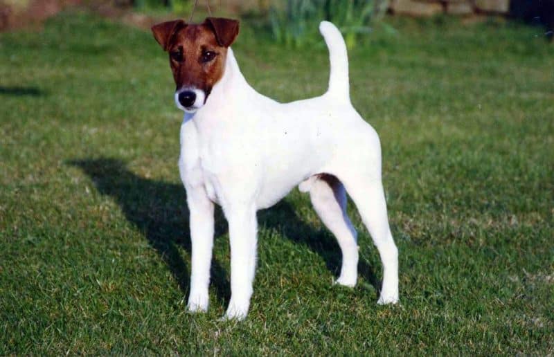 tipos de fox terrier pelo liso
