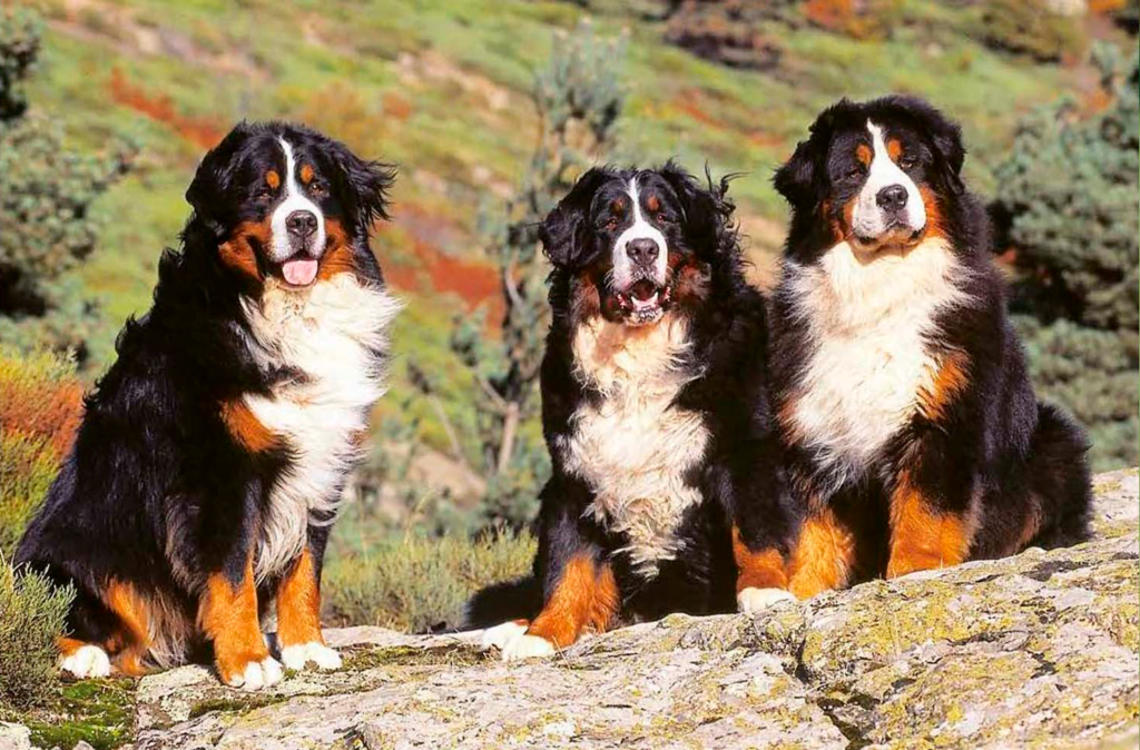 3 perros de raza boyeros de berna sentados sobre sus cuartos traseros