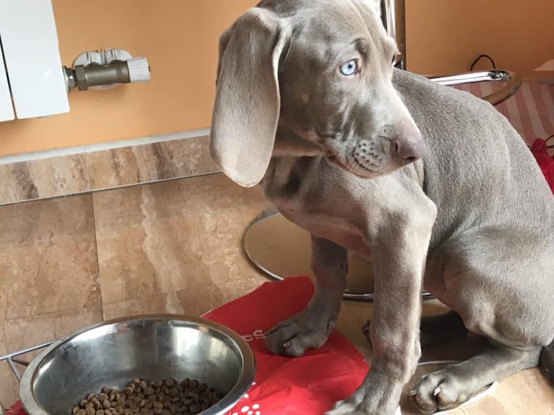 alimentación del braco de weimar