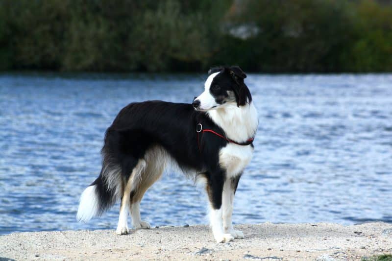apariencia física del border collie