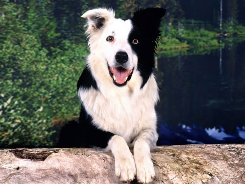 border collie blanco con negro