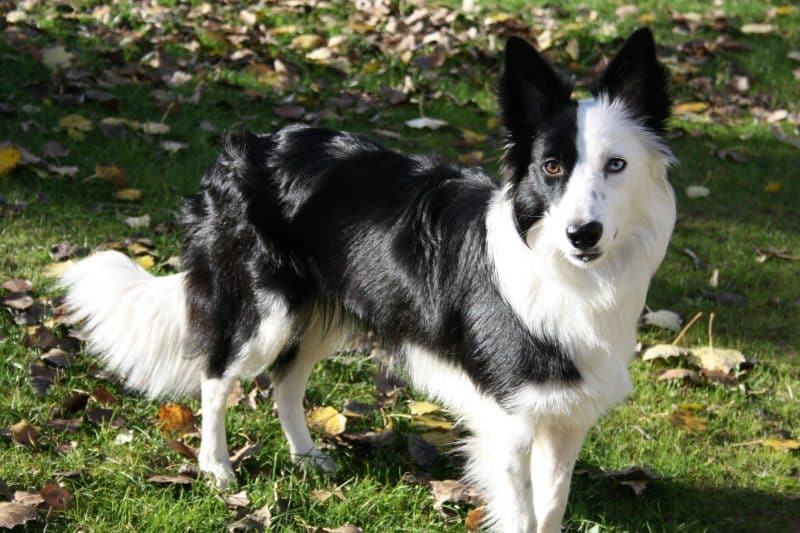 border collie blanco y negro