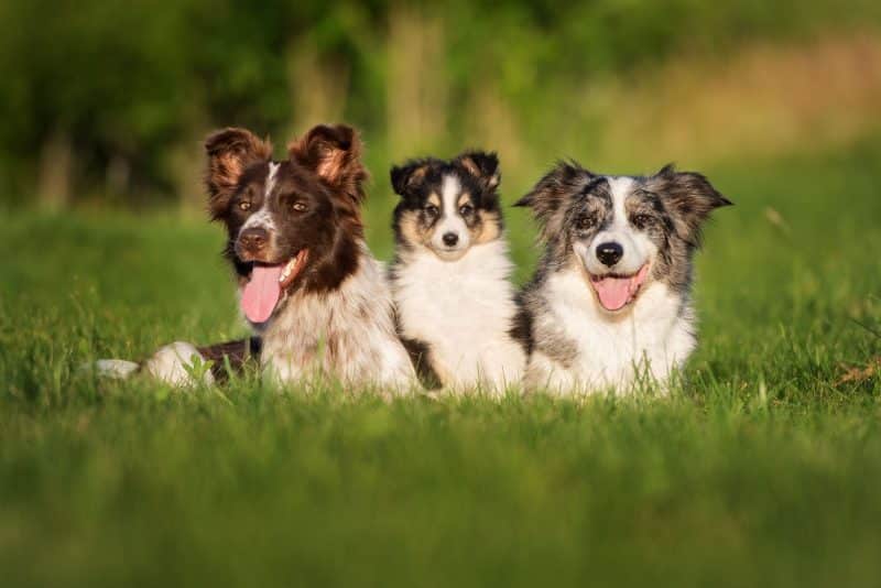 border collie blue merle junto a 2 amigos