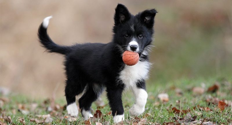 border collie cachorro jugando