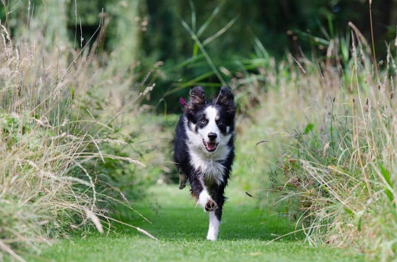 border collie corriendo
