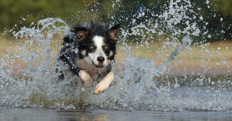 border collie corriendo en una laguna