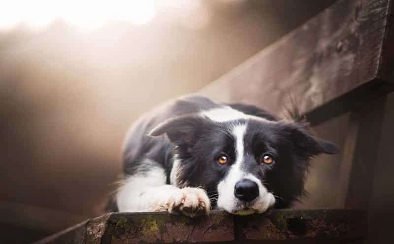 border collie reposando