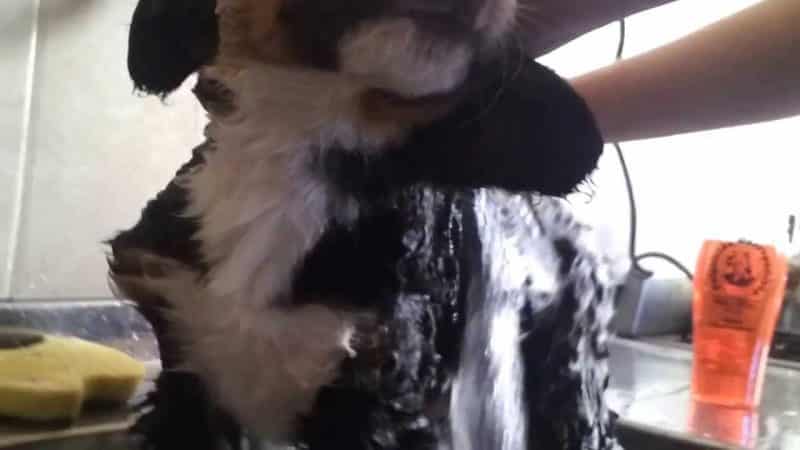 boyero de berna baños